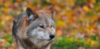 Ūkininkai nėra beginkliai prieš didėjantį plėšrūnų aktyvumą